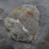  Neseuretus tristani