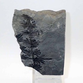 Annularia stellata -Carbonifero,Westphaliense Crock Hey Open Cast, Lancashire, Reino Unido