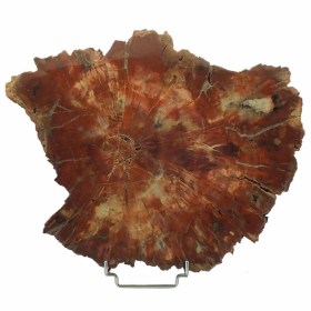 Araucaria polysporin -Triassic, 225 M.A. Carlson Ranch, Holbrook, Arizona.