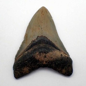 Carcharocles megalodon -Mioceno-Ace Bain County,S.Carolina,(U.S.A.)