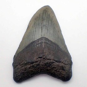 Carcharocles megalodon-Mioceno-S. Carolina, (USA)