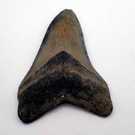 Carcharocles megalodon-Mioceno ,15 M.A- S.Carolina, U.S.A