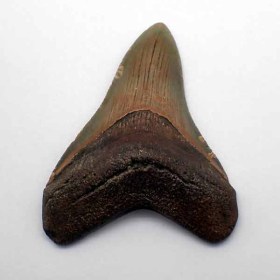 Carcharocles megalodon-Mioceno -Ace Bain County,S.Carolina,(U.S.A.)