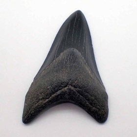 Carcharocles megalodon-Mioceno-S. Carolina, (USA)