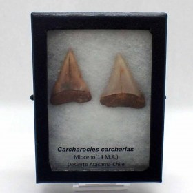 Carcharodon-carcharias-F1615