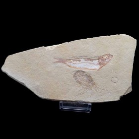 Carpopenaeus callirostris,Scombroclupea macrophtalma Cenomanian, Cretaceous Higula,Lebanon