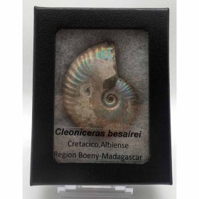 Cleoniceras-besairiei-FA138b65