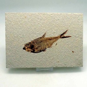 Diplomystus dentatus-Eoceno (40 M.A.),Green River Formacion-Fossil Lake-Kemmerer,Wyoming,USA