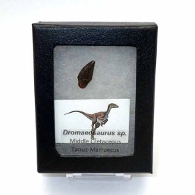 Dromaeosaurus-FD191c8