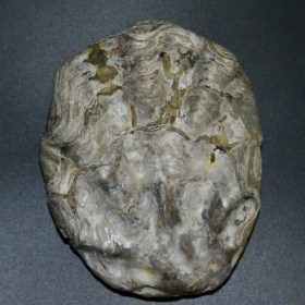 Ostraea crassissima, Fossil, Triassic, South America